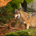 Šumavský vlk